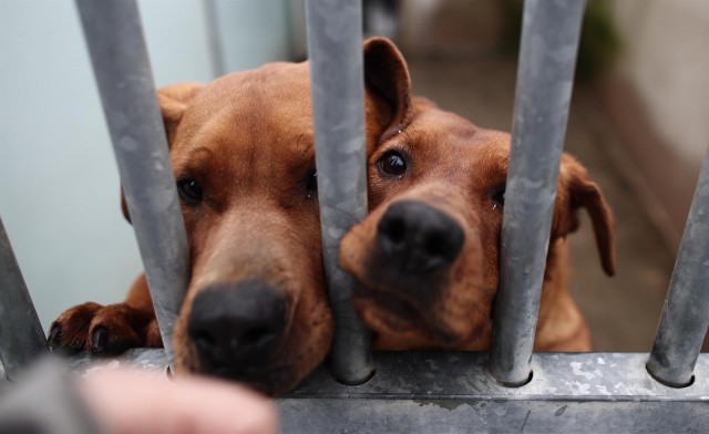 El confinamiento aumentó un 37,6% las adopciones de perros registradas en la Comunitat