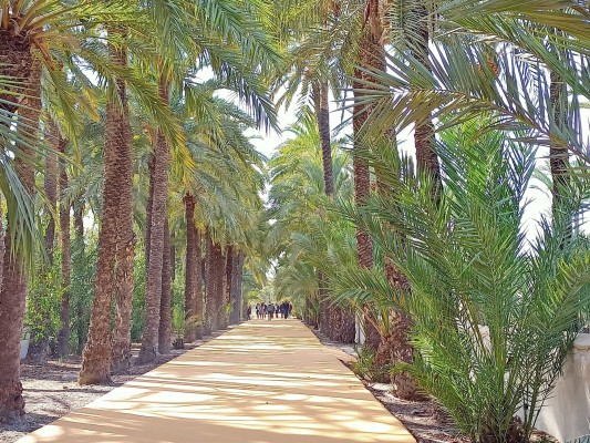 Elche descarta rehabilitar la casa del Hort de Pontos este año y culmina la ruta del Palmeral con nuevo asfalto