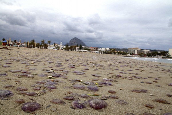 El temporal arrastra miles de medusas a la playa del Arenal de Xàbia