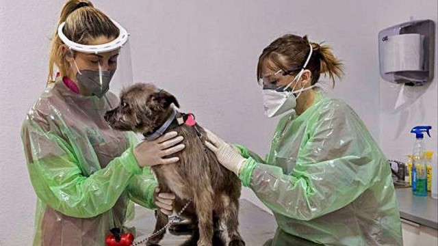 Veterinarios de Alicante se manifestarán en Valencia contra las restricciones de la regulación del medicamento