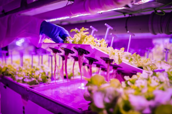 Agromediterránea cultivará lechugas que conserven la raíz y se mantengan más frescas 