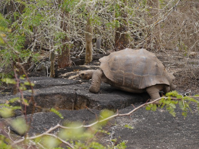 Demuestran que todas las tortugas gigantes de las Galápagos pertenecen a una misma especie