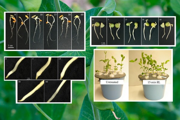Un investigador murciano desarrolla un sistema inteligente para controlar el crecimiento vegetal 'in vitro'
