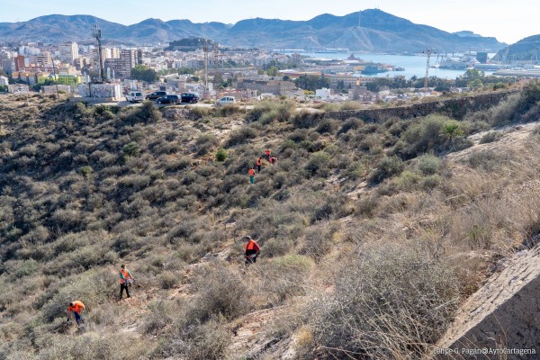 Sylvestris planifica el proyecto de reforestación en el entorno de La Atalaya en Cartagena