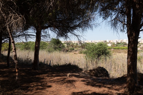 Cs Elche celebra la anulación del Pativel por su afección a La Marina; el bipartito aboga por recurrir la sentencia 