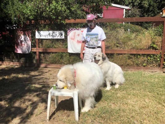 Los perros detectores de olores pueden identificar a infectados por covid-19