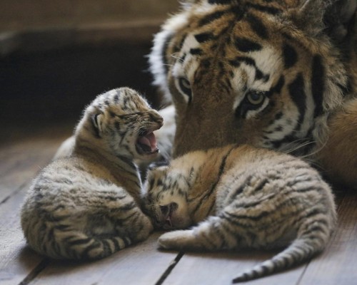 Terra Natura trasladará dos crías de tigre con fines reproductivos a Cabárceno