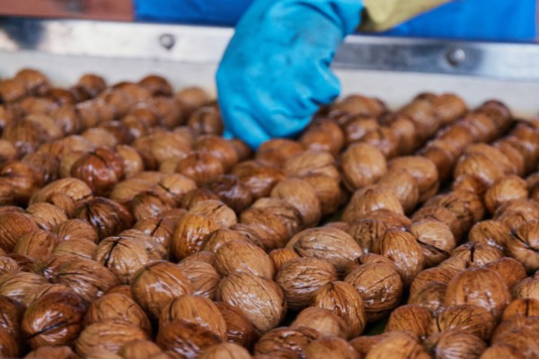 Nueces de altura en Moratalla que aspiran a integrarse en la nueva DOP de Nerpio