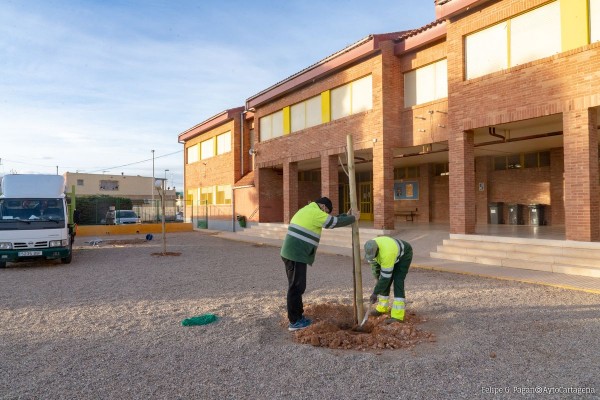 Los colegios de Cartagena se apuntan al 'verde': Educación plantará 70 árboles en 21 centros