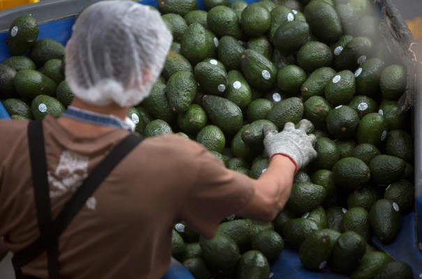 La UE defiende los Tratados Comerciales pese a que favorecen la importación de productos agrícolas