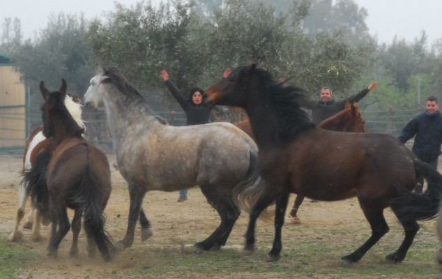 La razón por la que los caballos te pueden ayudar a tener un excelente equipo de trabajo