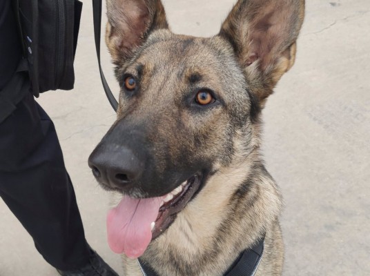 Los Alcázares suma a filas a 'Megan', el primer perro de la nueva unidad canina de la Policía Local 