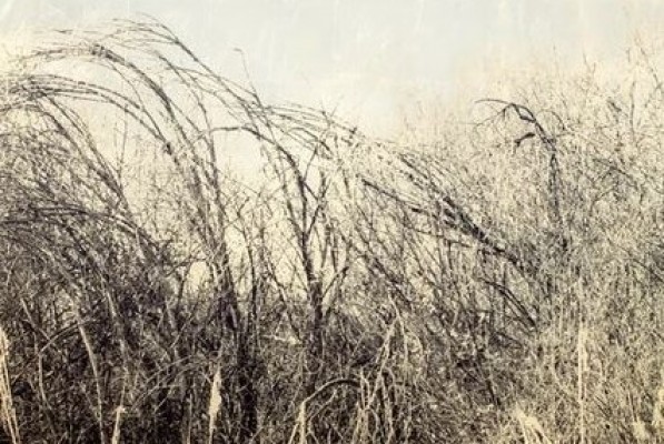 El orden universal de la naturaleza se apropia de la Sala Caballerizas: Paula Anta expone 'In-Limits'