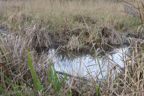 El Paisaje Protegido de la Desembocadura del Millars recuperará el ecosistema de la Gola Norte