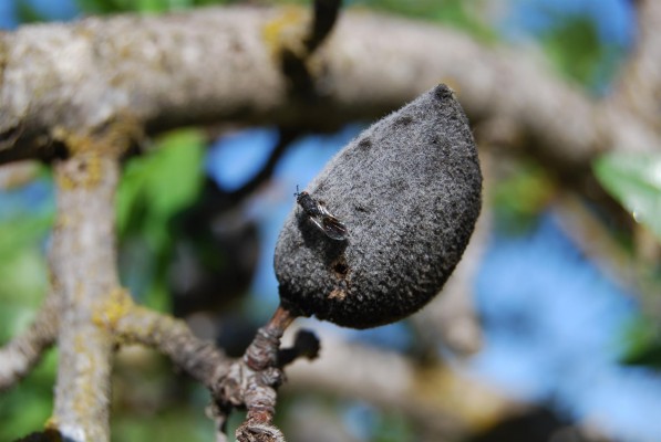 COAG advierte de que la 'avispilla del almendro' puede poner en riesgo el 90% de las cosechas si no se actúa ya 