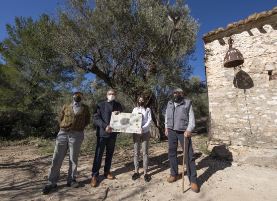 La Diputación celebra el Día del Árbol en Suera con la puesta en valor de 'el olivo de la Campana'