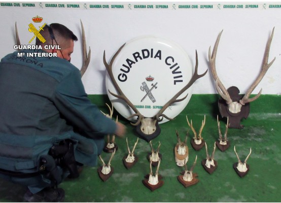 Sorprenden a un ciudadano suizo con 17 trofeos de caza mayor en la Región
