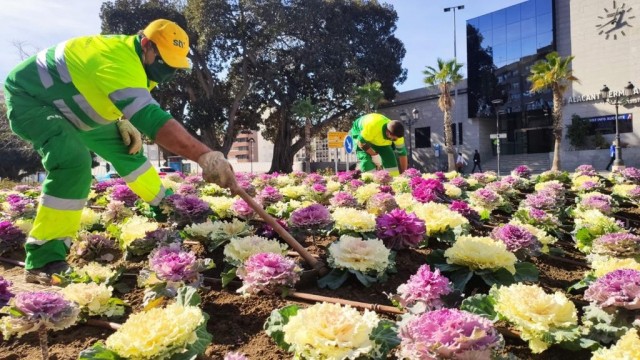 Alicante renueva los tapices de flores con 4.000 plantas en los parterres y jardineras de la ciudad
