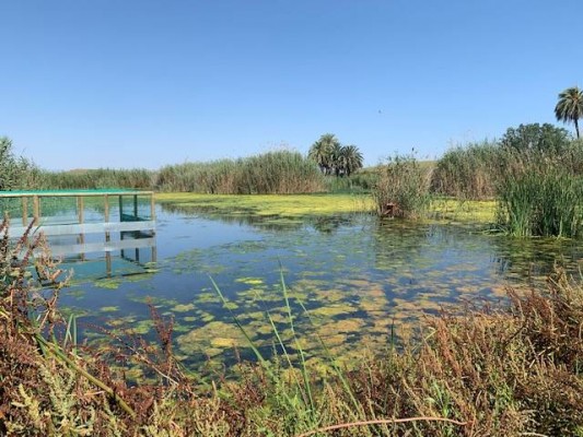 Elche remodelará una de las charcas del Clot de Galvany 