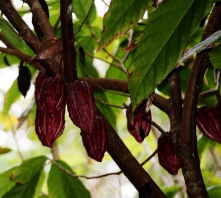 Un equipo de la UA patenta un método para descontaminar a partir de la cáscara del cacao