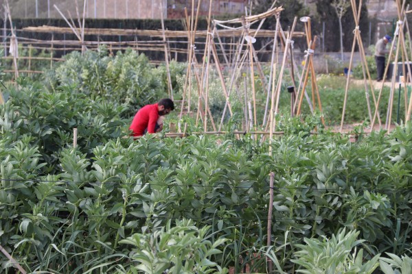 San Vicente aprueba las bases para adjudicar las 58 parcelas del huerto urbano de Laborinquen