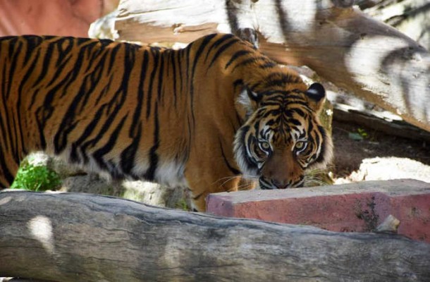 La Generalitat multó a Terra Natura por falta de formación a la empleada atacada por un tigre