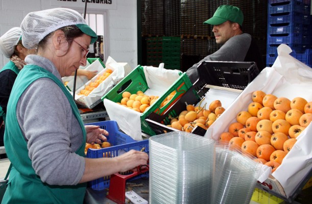 Rebajan el IRPF del níspero y Callosa lo ve 