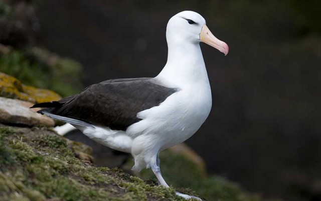 Los albatros, primeras aves en ser censadas desde el espacio