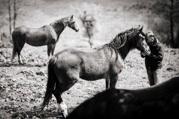 Por qué los caballos mejoran a las personas 