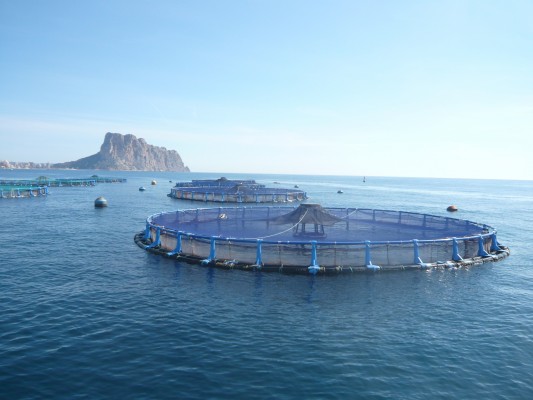 Avramar reorienta su producción hacia Alicante e invertirá 7 millones en El Campello