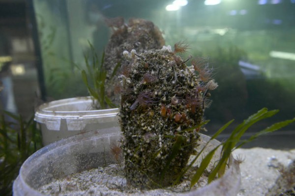 Los alumnos del colegio Infanta Cristina de Puente Tocinos se 'sumergen' en el Acuario de la UMU con una visita virtual