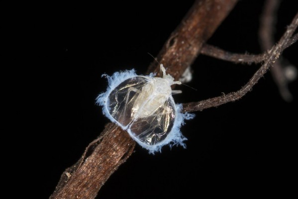 Hallan una especie desconocida de chinche cavernícola en cuevas de la Comunitat