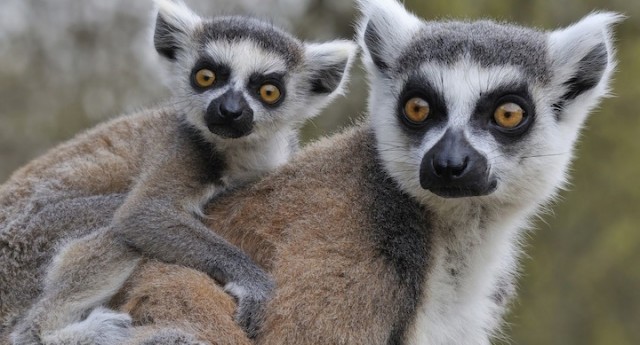 Un zoo de Elche abre una instalación para lémures que permite ser transitada