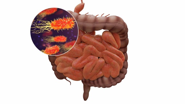 Los microbios intestinales podrían ser fundamentales en el desarrollo de la anorexia
