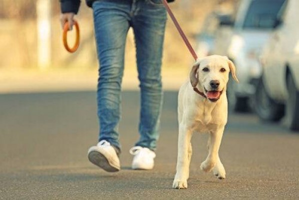 Ciudadanos y RED proponen crear un cementerio de mascotas en El Campello