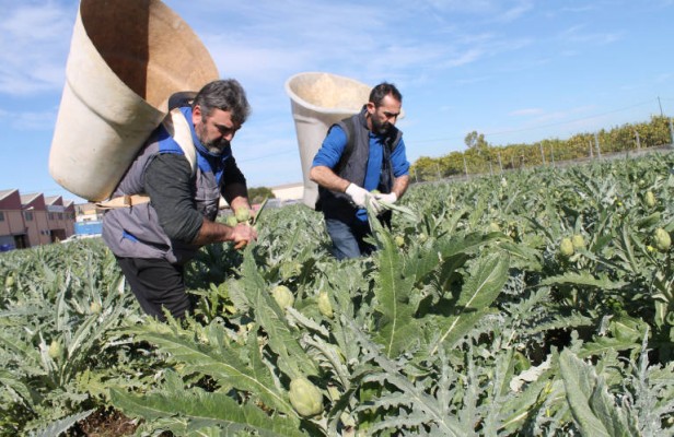 Las heladas del temporal 'Filomena' en otras zonas productoras de alcachofa lanza los precios de la Vega Baja