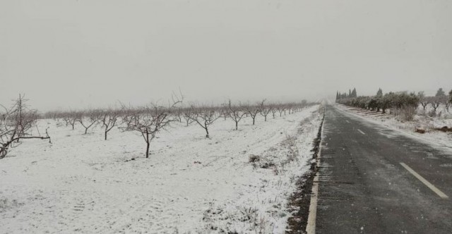La nieve y las lluvias dan un respiro al campo murciano, que tiembla ante la llegada de las heladas