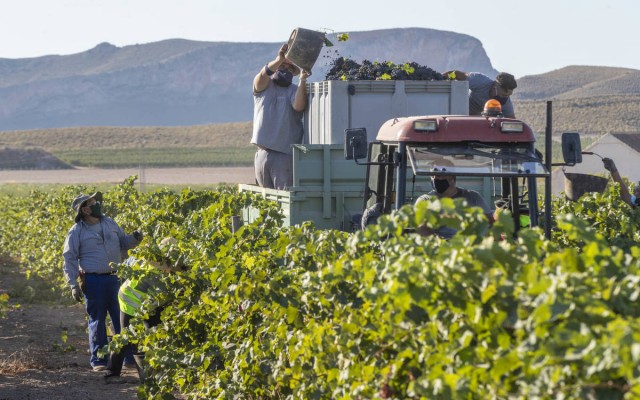 Agroseguro paga 2,2 millones a los productores de uva de Murcia y Alicante por los daños de la última cosecha
