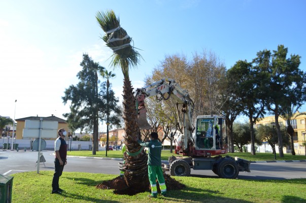 El Ayuntamiento de Orpesa lleva a cabo la plantación de nuevo arbolado por todo el municipio