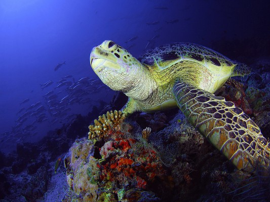 Llega al Oceanogràfic el Festival Internacional de Imagen Submarina