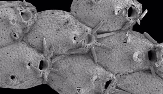Doce nuevas especies de criaturas marinas, identificadas en el fondo del Atlántico
