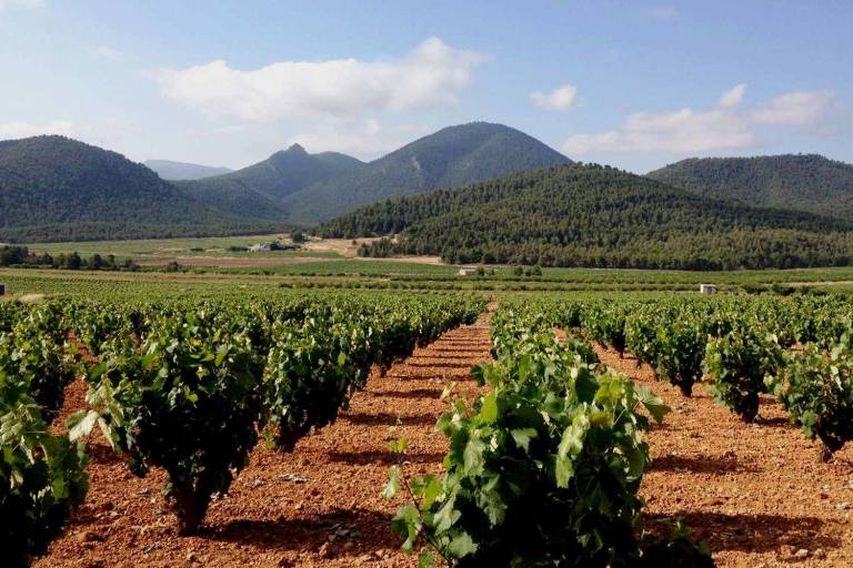 Ava-Asaja estima en 20 millones las pérdidas de viticultores y reclaman medidas