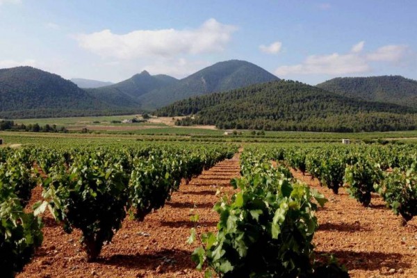 Ava-Asaja estima en 20 millones las pérdidas de viticultores y reclaman medidas