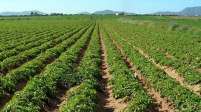 Las primeras heladas causan pérdidas de más de seis millones de euros en el campo de la Región
