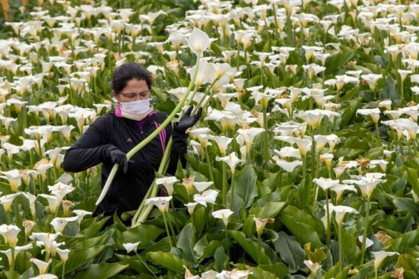 El sector de la flor cortada recibirá antes el pago de las ayudas por la crisis de la covid-19 