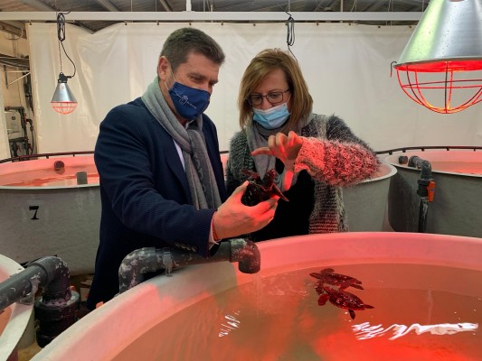 Más de cuarenta crías de tortuga boba cogen fuerzas en San Pedro del Pinatar 