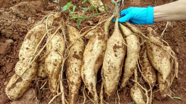 El boniato blanco de la Comunitat Valenciana, en peligro de extinción