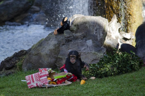 Los animales del Bioparc reciben la visita de Papá Noel