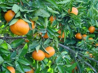 Las exportaciones citrícolas valencianas superan los 1.000 millones en el inicio de campaña pese a caer un 3,7% en volumen