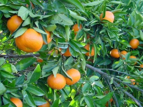 El aforo de cítricos prevé un 1,1% más de producción en toda España con 5,74 millones de toneladas